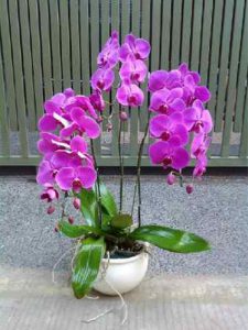 anggrek